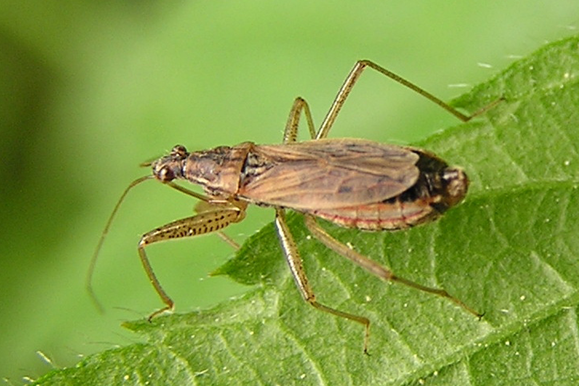 Nabis rugosus